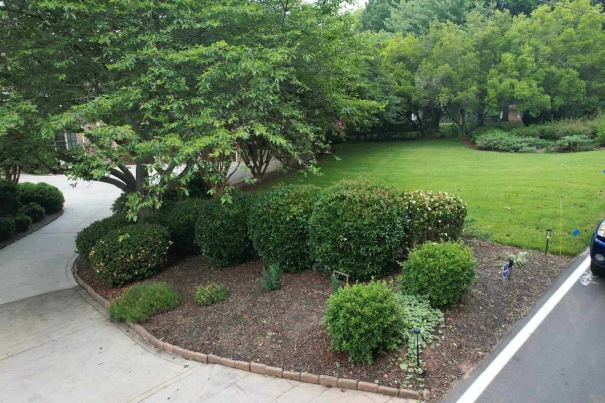 Before — Hedge Trimming & Mulch
