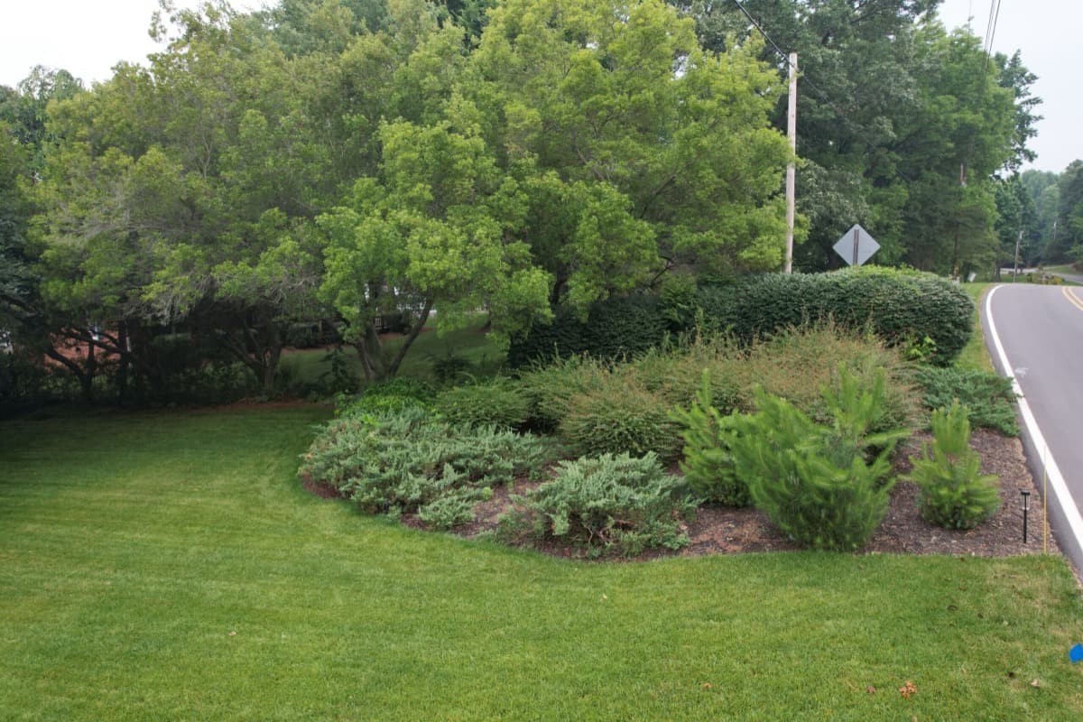 Before — Hedge Trimming & Mulch