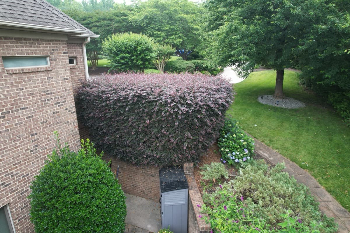 Before — Hedge Trimming & Mulch