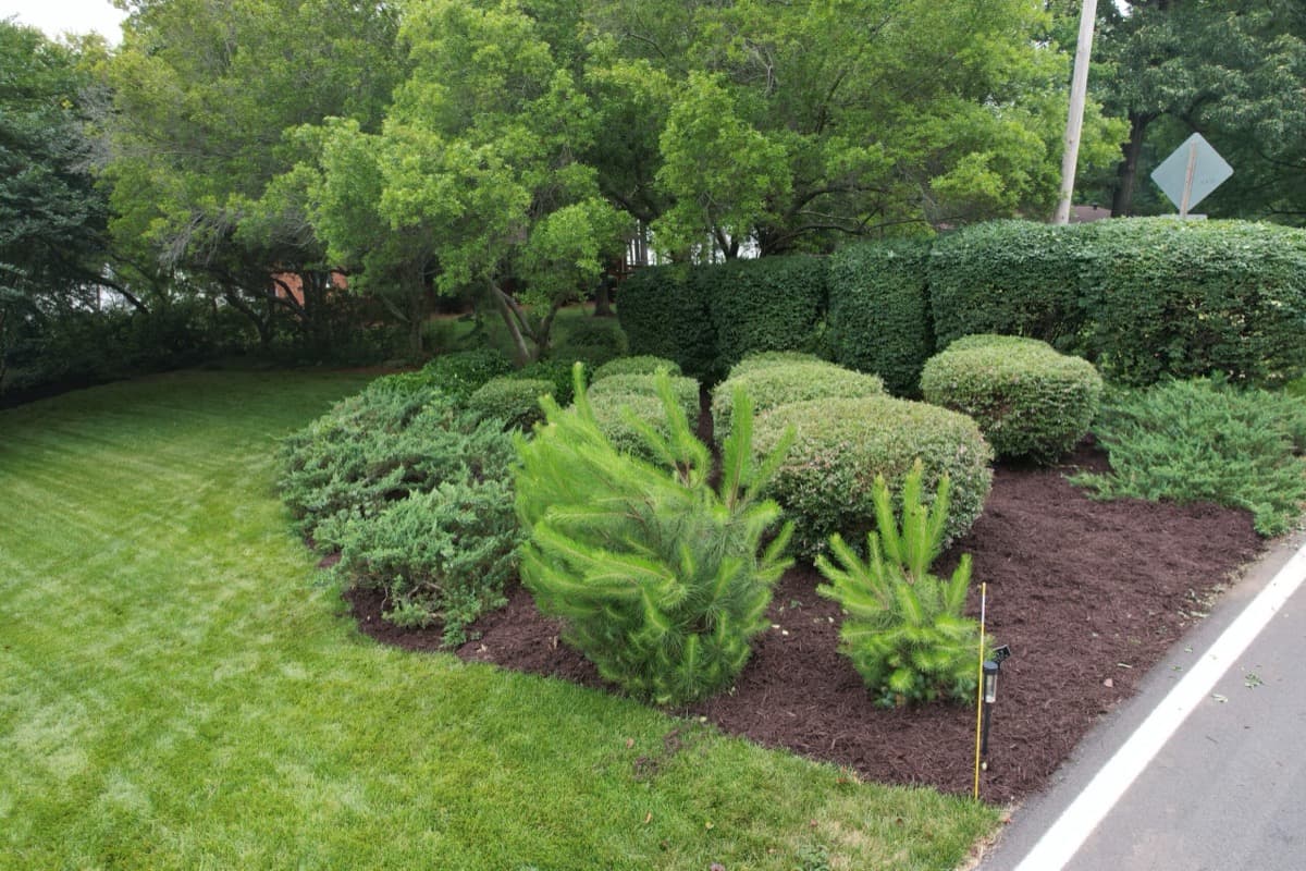 After — Hedge Trimming & Mulch