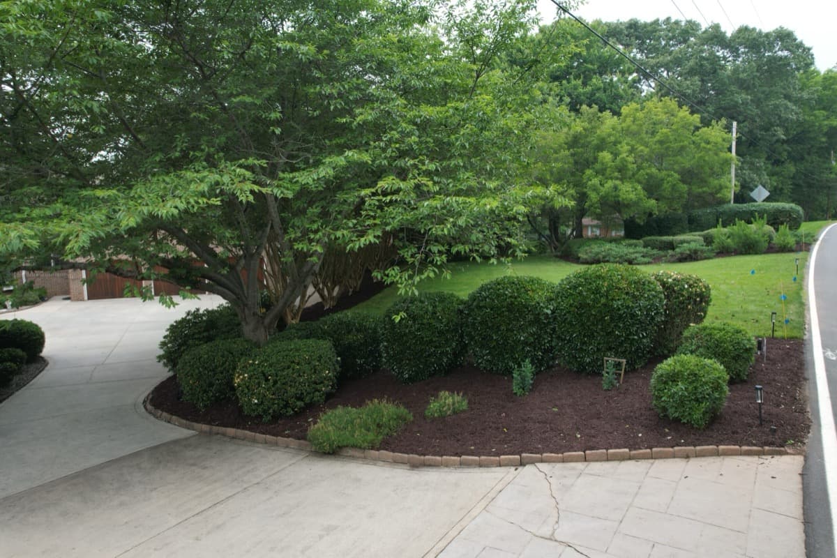After — Hedge Trimming & Mulch