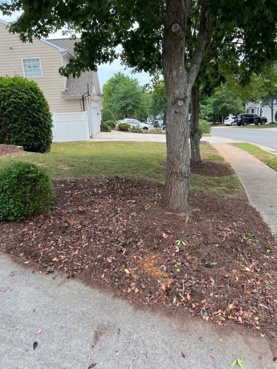 After — Brush Removal