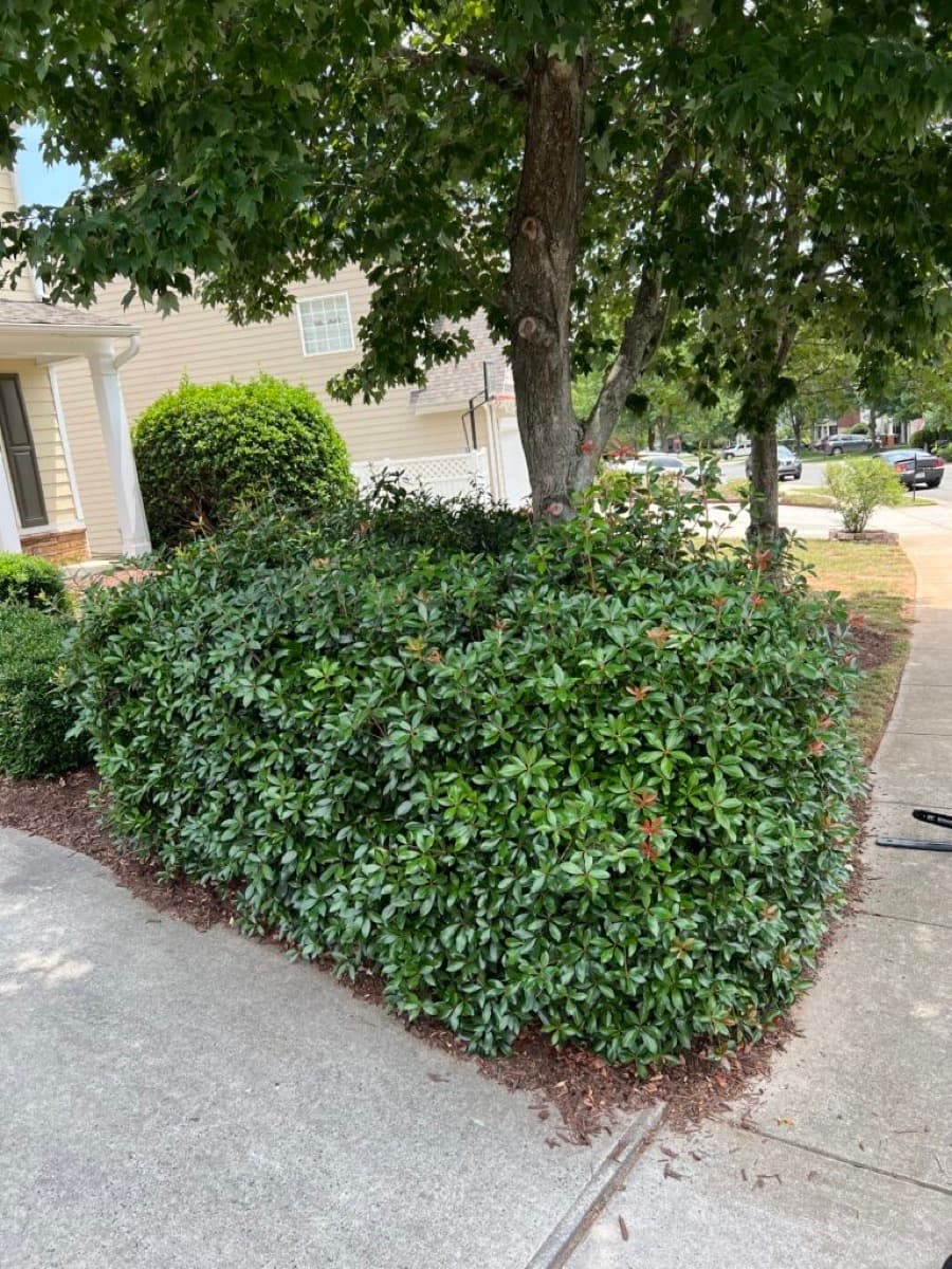 Before — Brush Removal