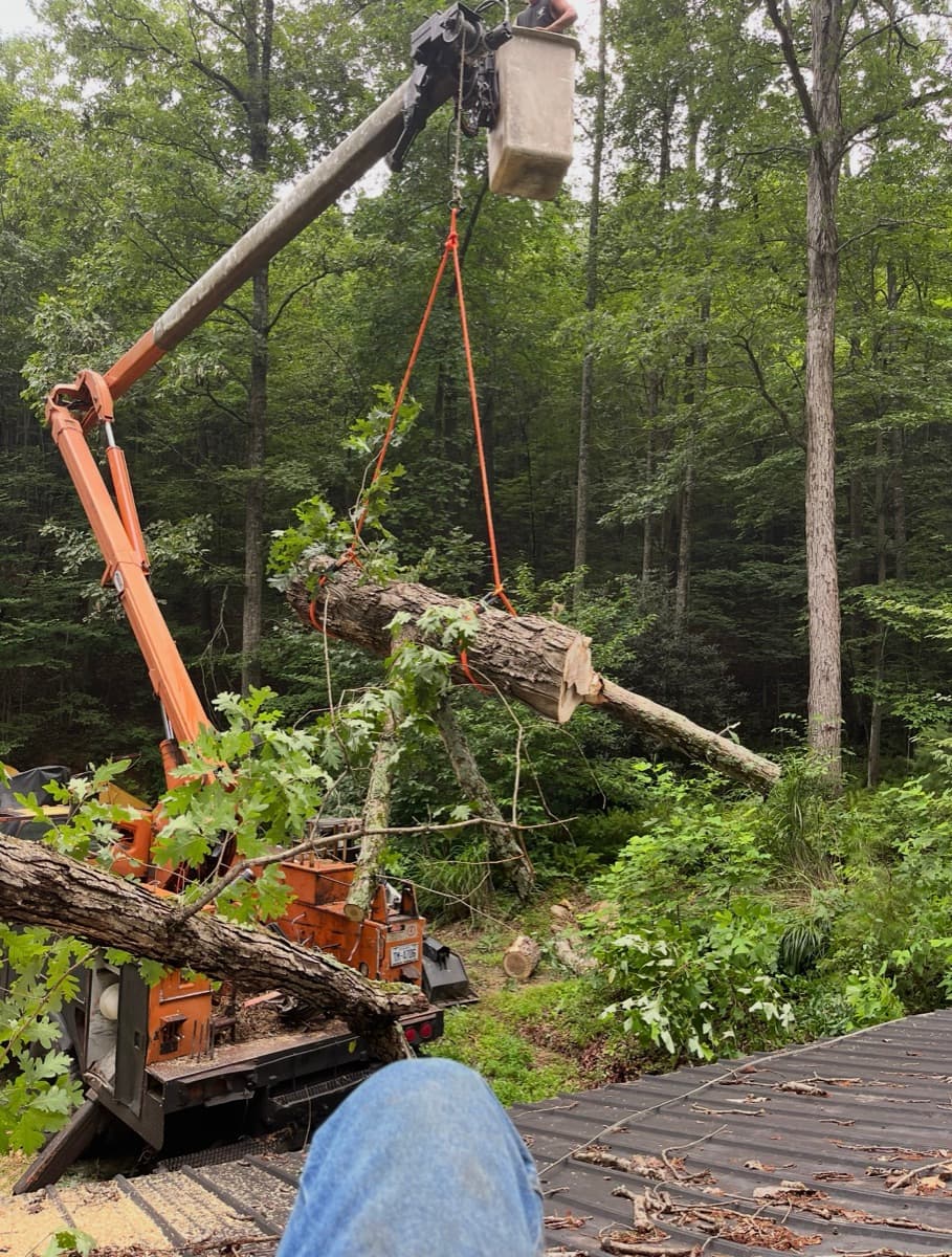 Tree Removal project 1