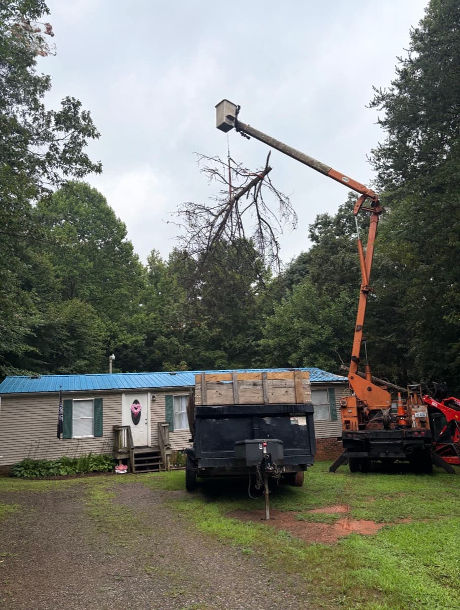 Tree Removal project 2
