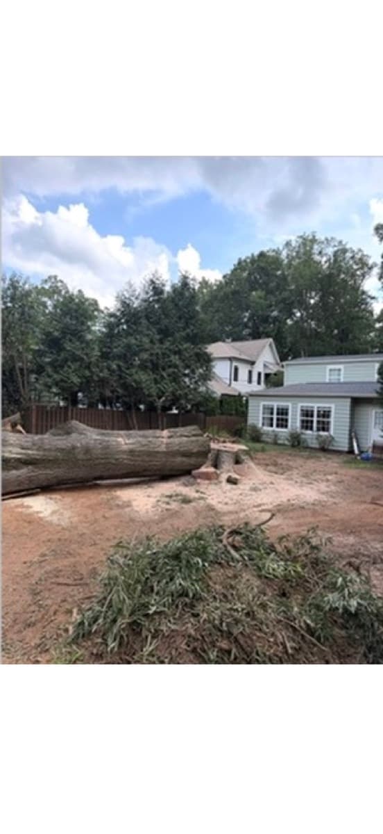 Tree Removal project 3