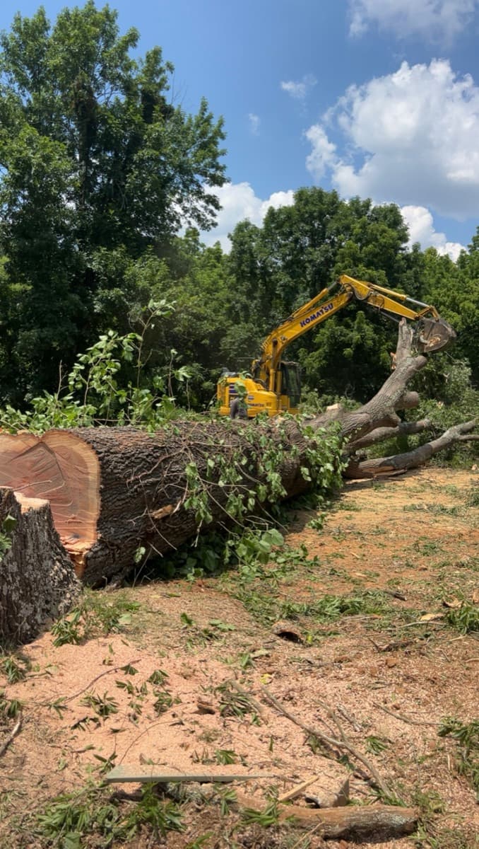 Tree Removal project 4